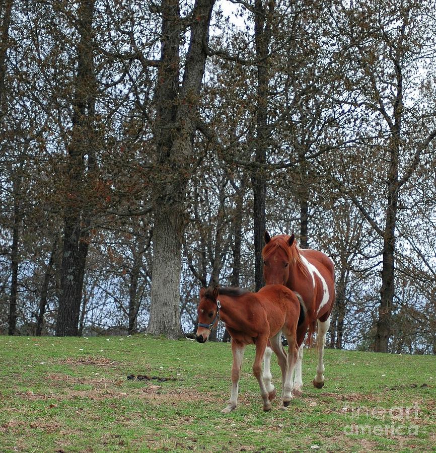 Abstract Photograph - Mare And Foal by Kathleen Struckle