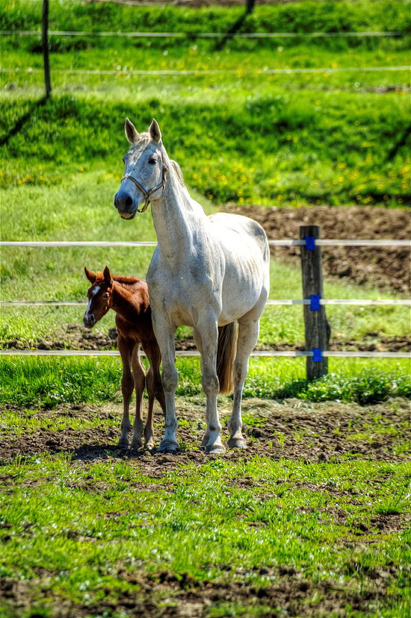 Nature Photograph - Mare and foal by Oliver Svob