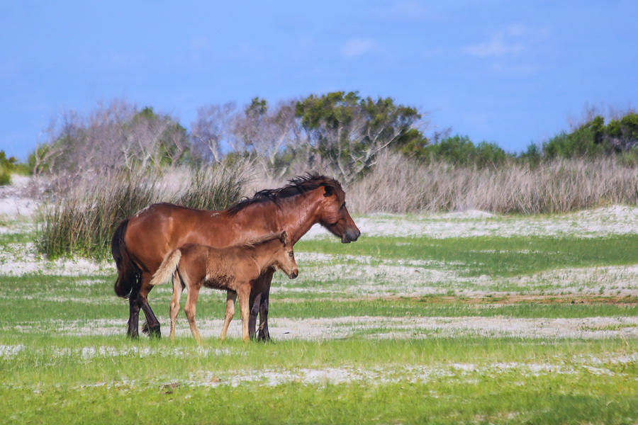 Mare and Foal Photograph by Paula OMalley
