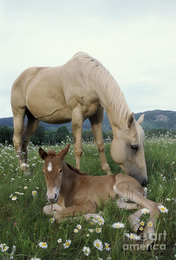 Mare And Foal Photograph by Rolf Kopfle