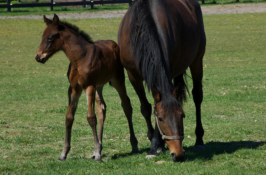 Mare and Her Foal 1 by Greg Vizzi Mare and Her Foal 1 by Greg Vizzi