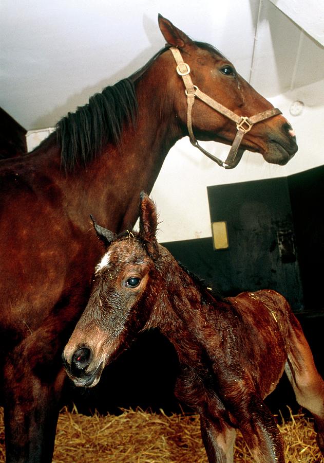 Mare And Her Newborn Foal (equus Caballus) Photograph by Pascal Goetgheluck/science Photo Library