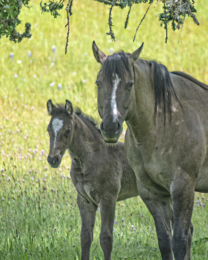 Mare and New Colt Photograph by L J Oakes