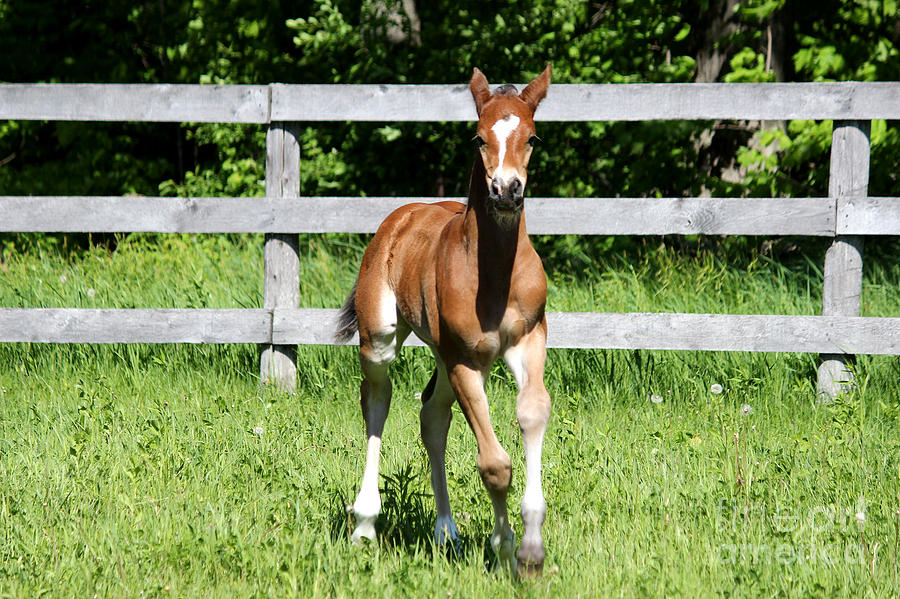 Mare Foal 12 Photograph by Janice Byer