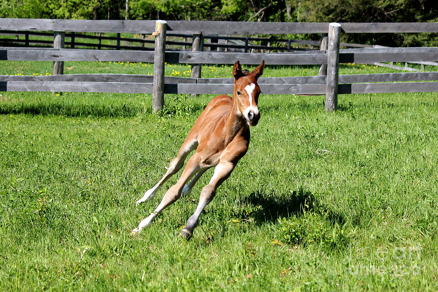 Mare Foal10 Photograph by Janice Byer