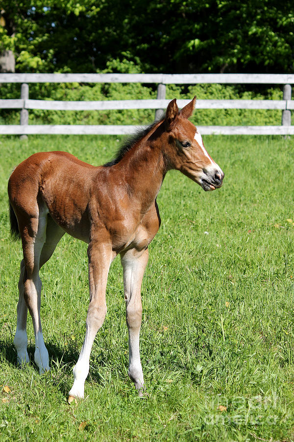 Mare Foal100 Photograph by Janice Byer