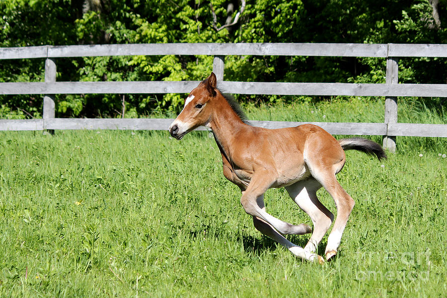 Mare Foal11 Photograph by Janice Byer