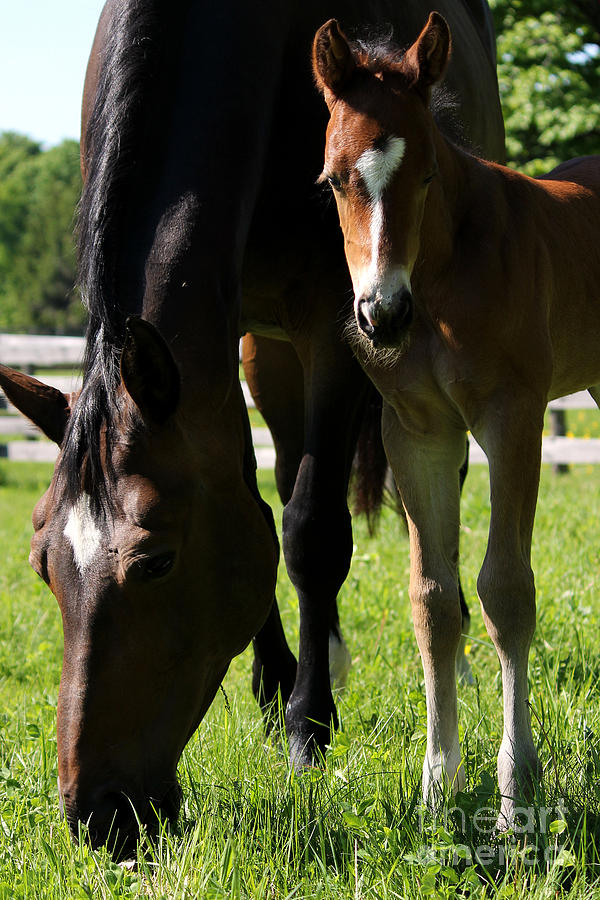 Mare Foal13 Photograph by Janice Byer
