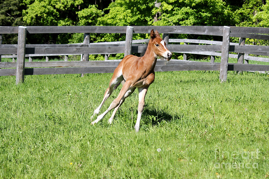 Mare Foal14 Photograph by Janice Byer