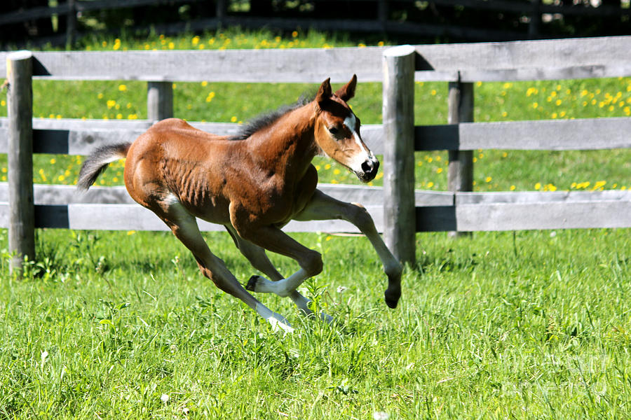 Mare Foal16 Photograph by Janice Byer