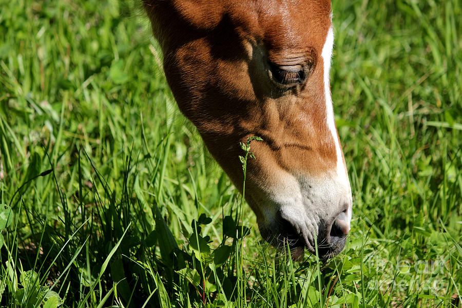 Mare Foal21 Photograph by Janice Byer
