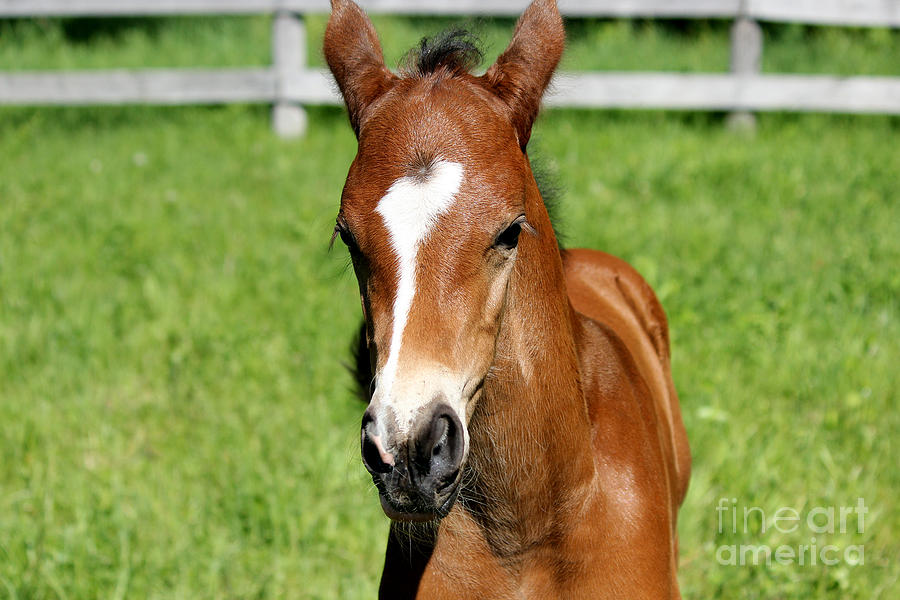 Mare Foal22 Photograph by Janice Byer