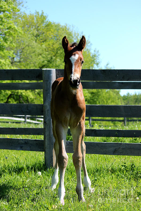 Mare Foal25 Photograph by Janice Byer