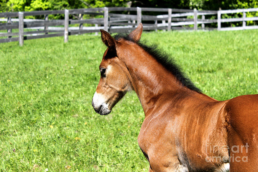 Mare Foal28 Photograph by Janice Byer