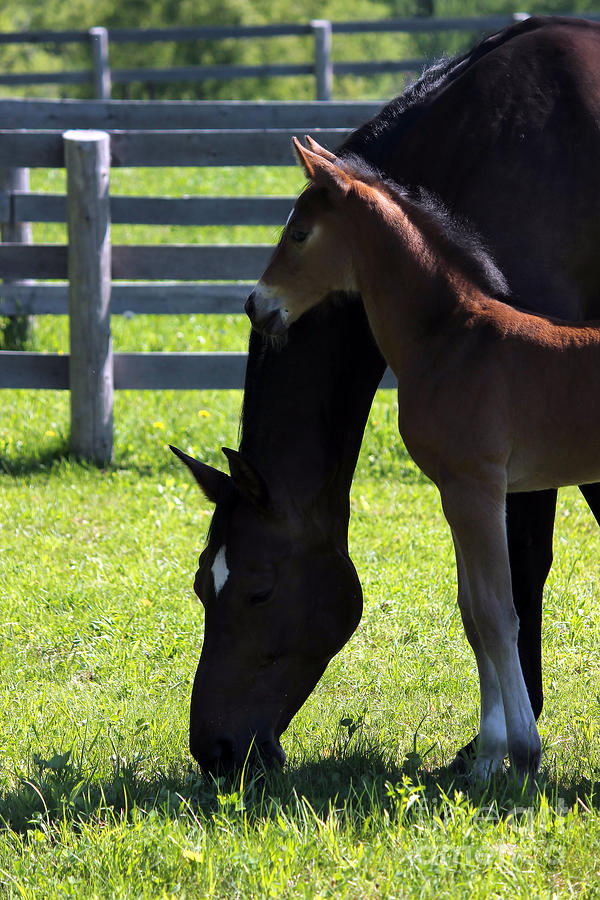 Mare Foal3 Photograph by Janice Byer