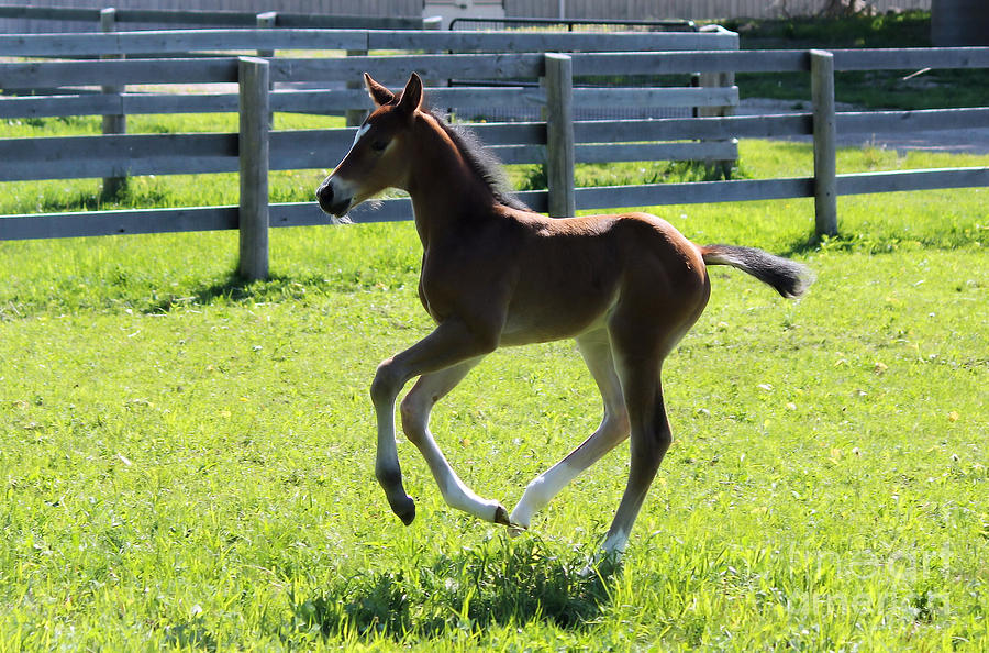Mare Foal4 Photograph by Janice Byer