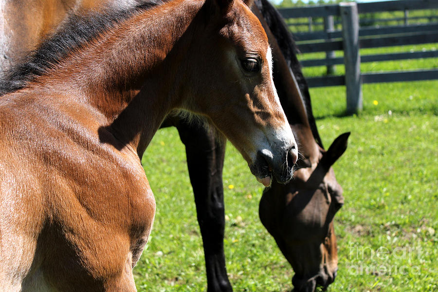 Mare Foal40 Photograph by Janice Byer