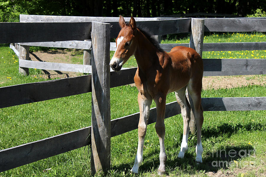 Mare Foal44 Photograph by Janice Byer