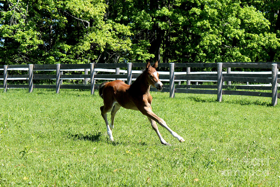 Mare Foal47 Photograph by Janice Byer