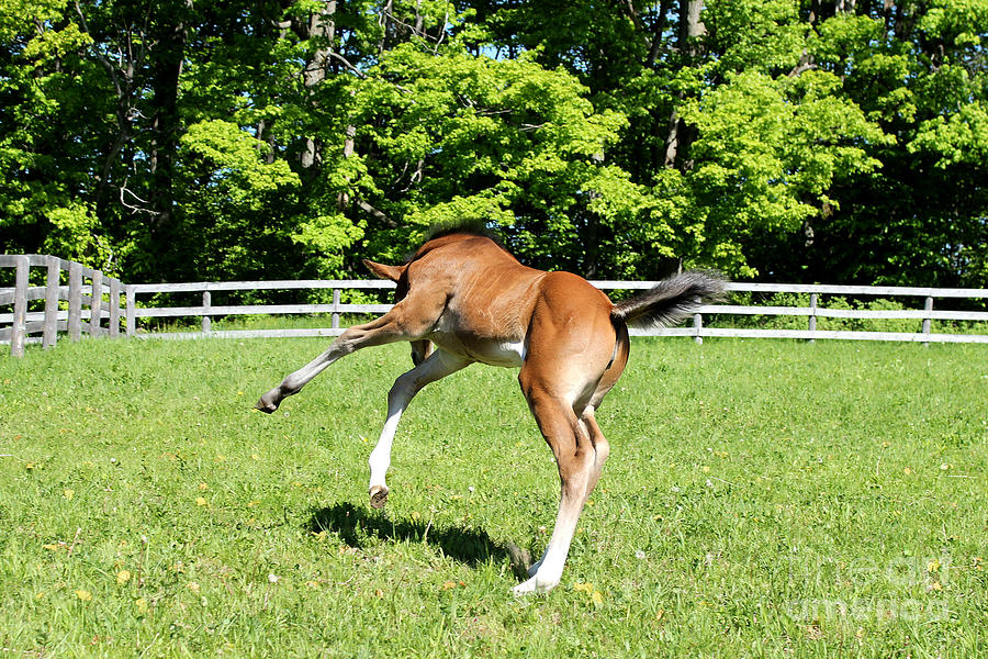 Mare Foal48 Photograph by Janice Byer