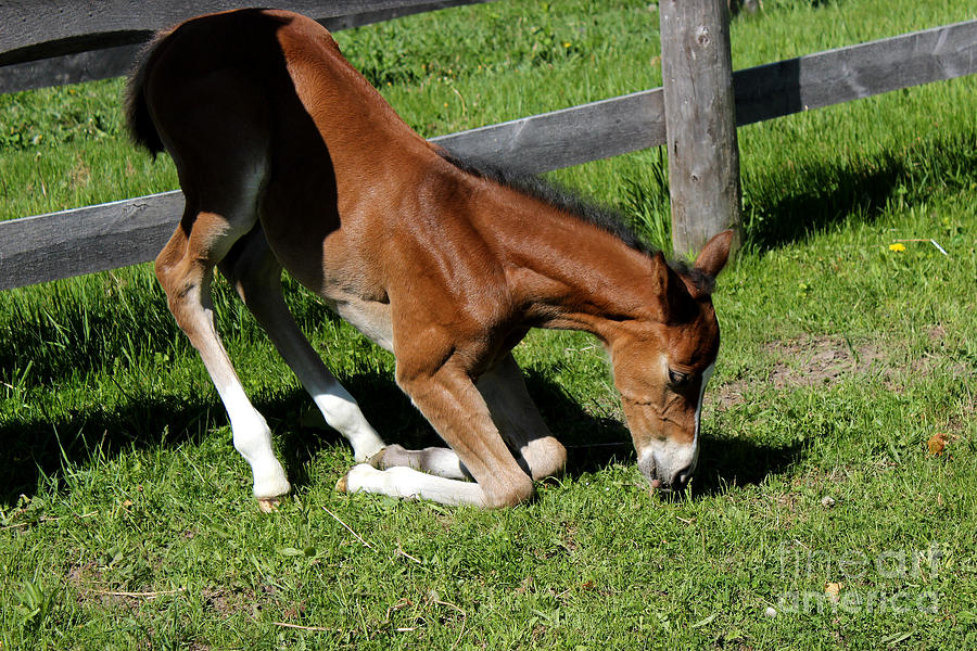 Mare Foal49 Photograph by Janice Byer