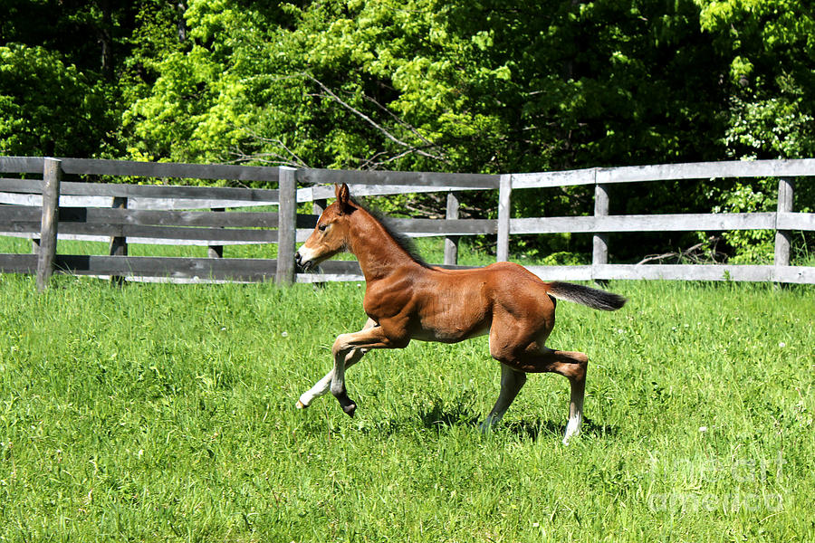 Mare Foal53 Photograph by Janice Byer