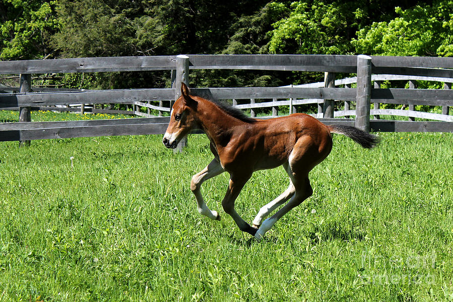 Mare Foal54 Photograph by Janice Byer