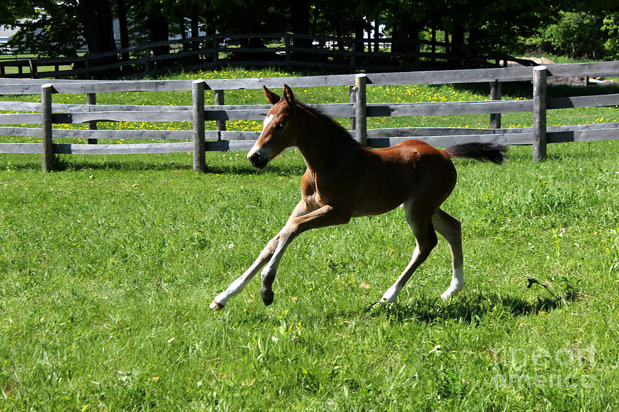 Mare Foal55 Photograph by Janice Byer