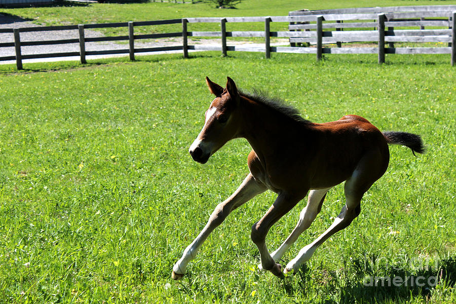 Mare Foal56 Photograph by Janice Byer