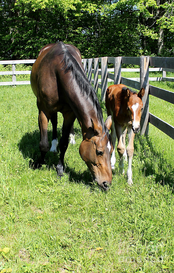 Mare Foal59 Photograph by Janice Byer