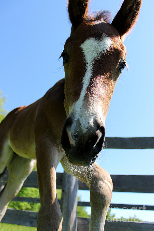 Mare Foal60 Photograph by Janice Byer