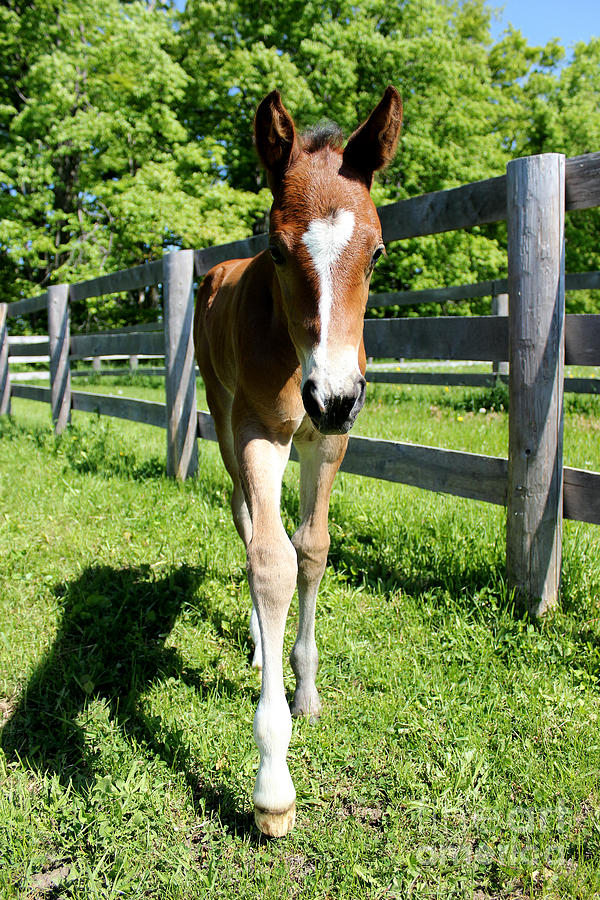 Mare Foal63 Photograph by Janice Byer