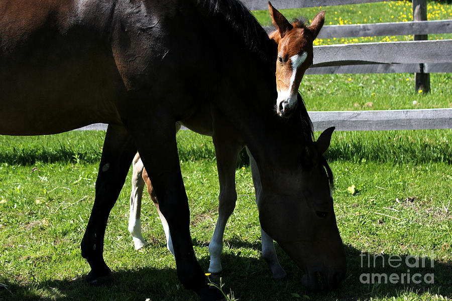 Mare Foal66 Photograph by Janice Byer