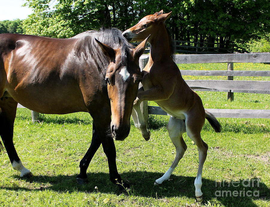 Mare Foal67 Photograph by Janice Byer