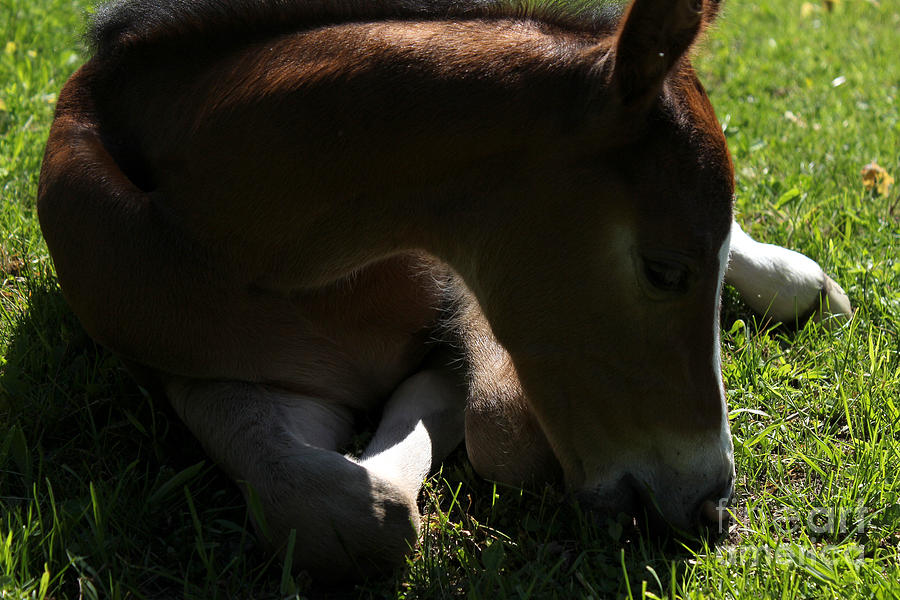 Mare Foal69 Photograph by Janice Byer