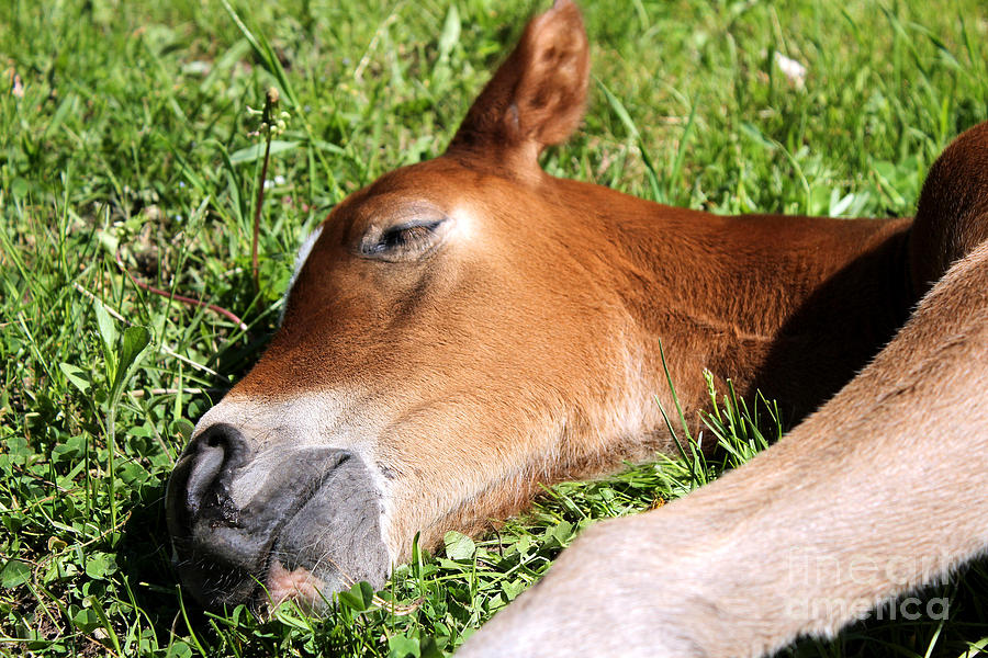 Mare Foal71 Photograph by Janice Byer