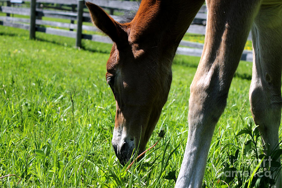 Mare Foal72 Photograph by Janice Byer