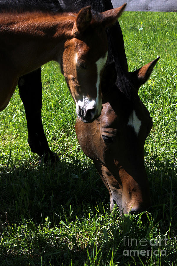 Mare Foal73 Photograph by Janice Byer