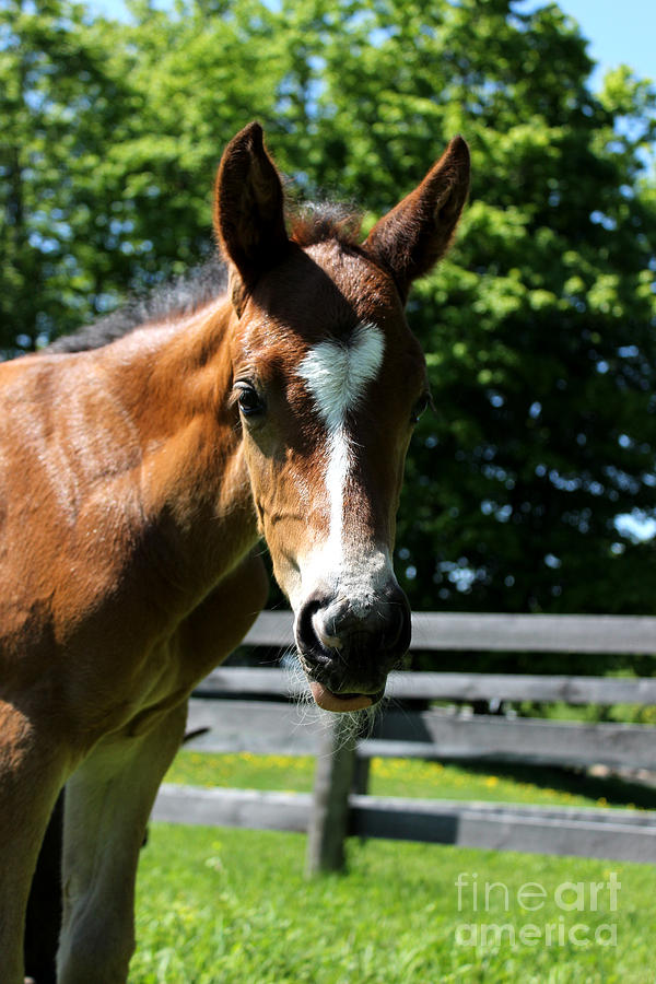 Mare Foal74 Photograph by Janice Byer