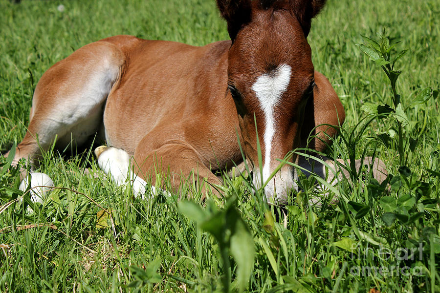 Mare Foal75 Photograph by Janice Byer