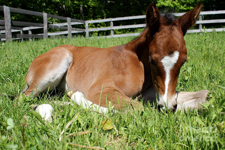 Mare Foal76 Photograph by Janice Byer