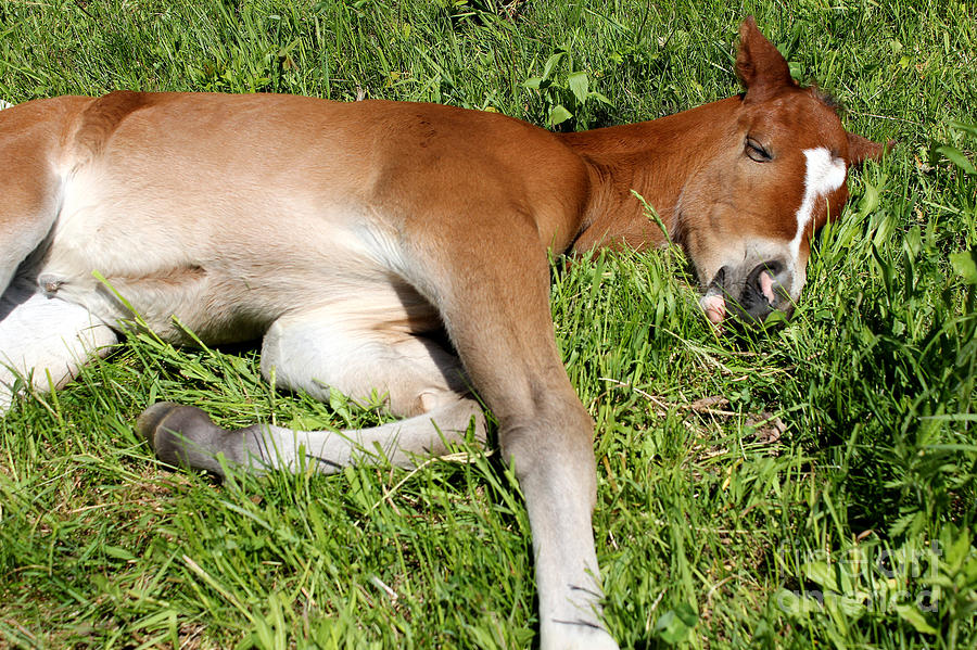 Mare Foal81 Photograph by Janice Byer