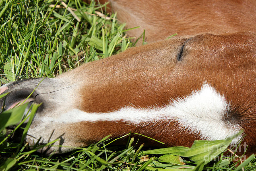 Mare Foal84 Photograph by Janice Byer