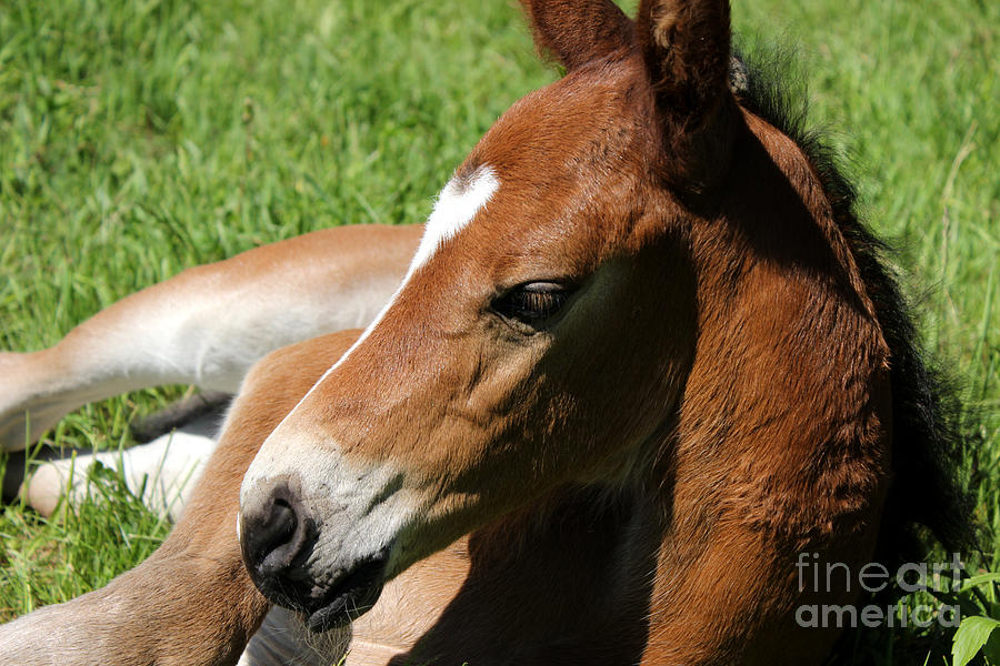 Mare Foal85 Photograph by Janice Byer