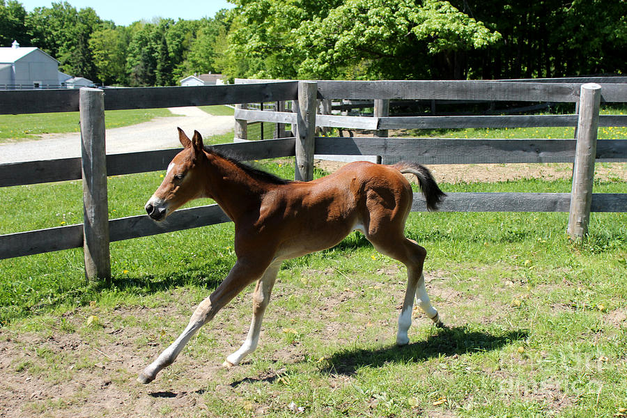 Mare Foal88 Photograph by Janice Byer
