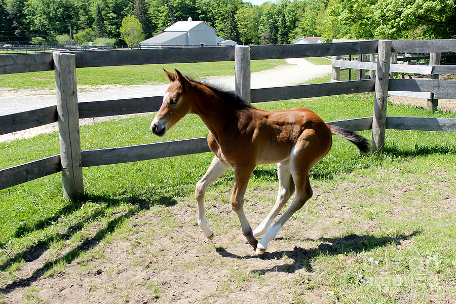 Mare Foal90 Photograph by Janice Byer