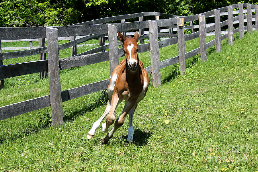 Mare Foal92 Photograph by Janice Byer