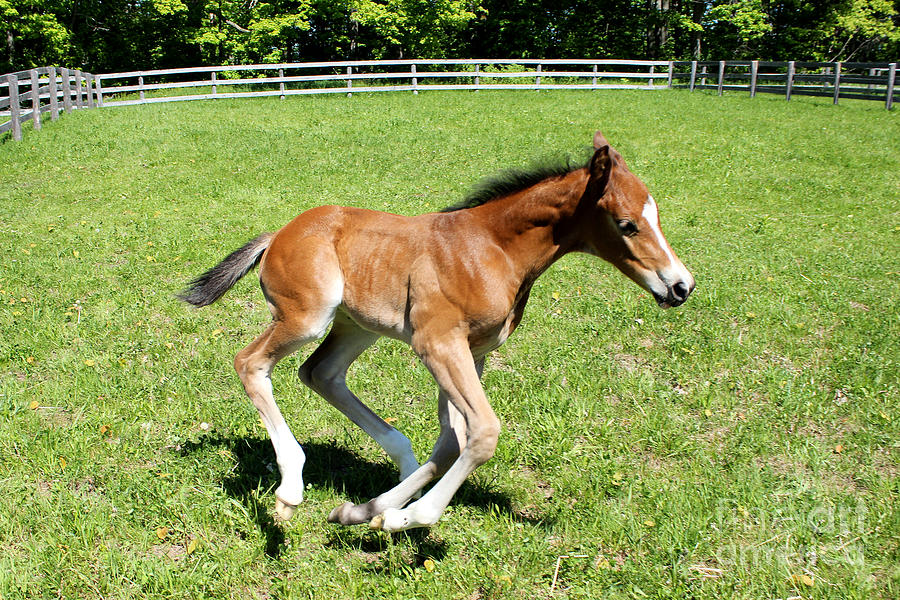 Mare Foal93 Photograph by Janice Byer