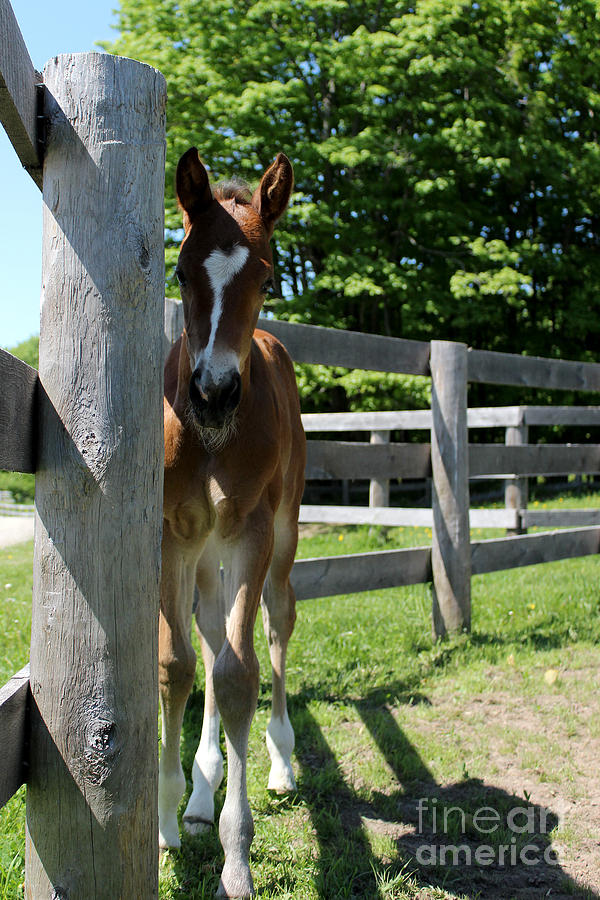 Mare Foal94 Photograph by Janice Byer