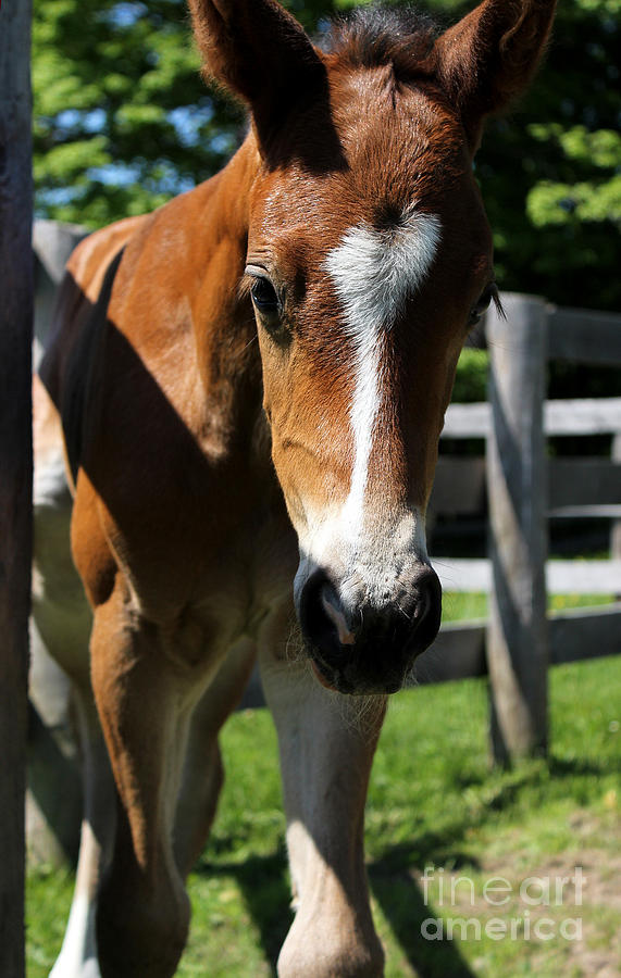Mare Foal95 Photograph by Janice Byer